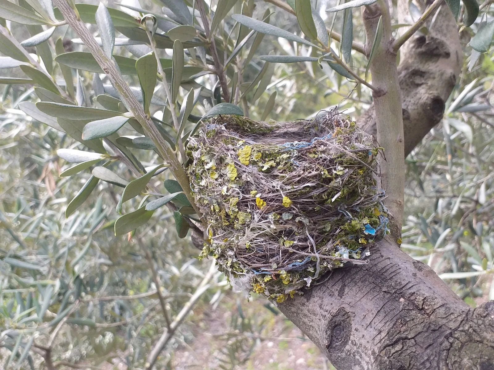 Kuşlar ölmesin diye ağaçlarını budamıyorlar