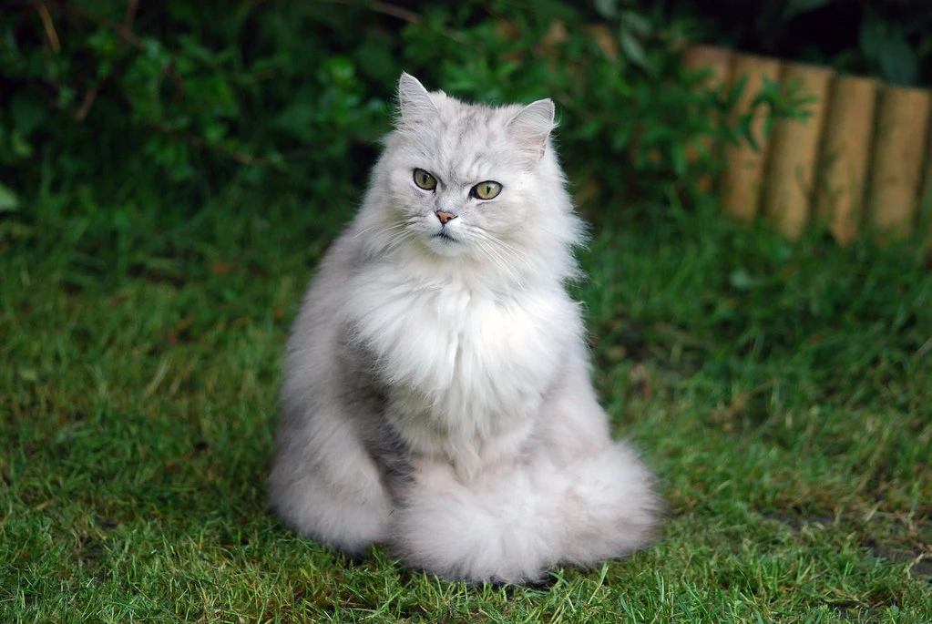 Kedi Tür ve Irkları Kedi Irklarının Karakteristik Özellikleri