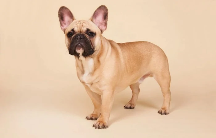 Dünyanın En Sevimli Köpek Cinsleri