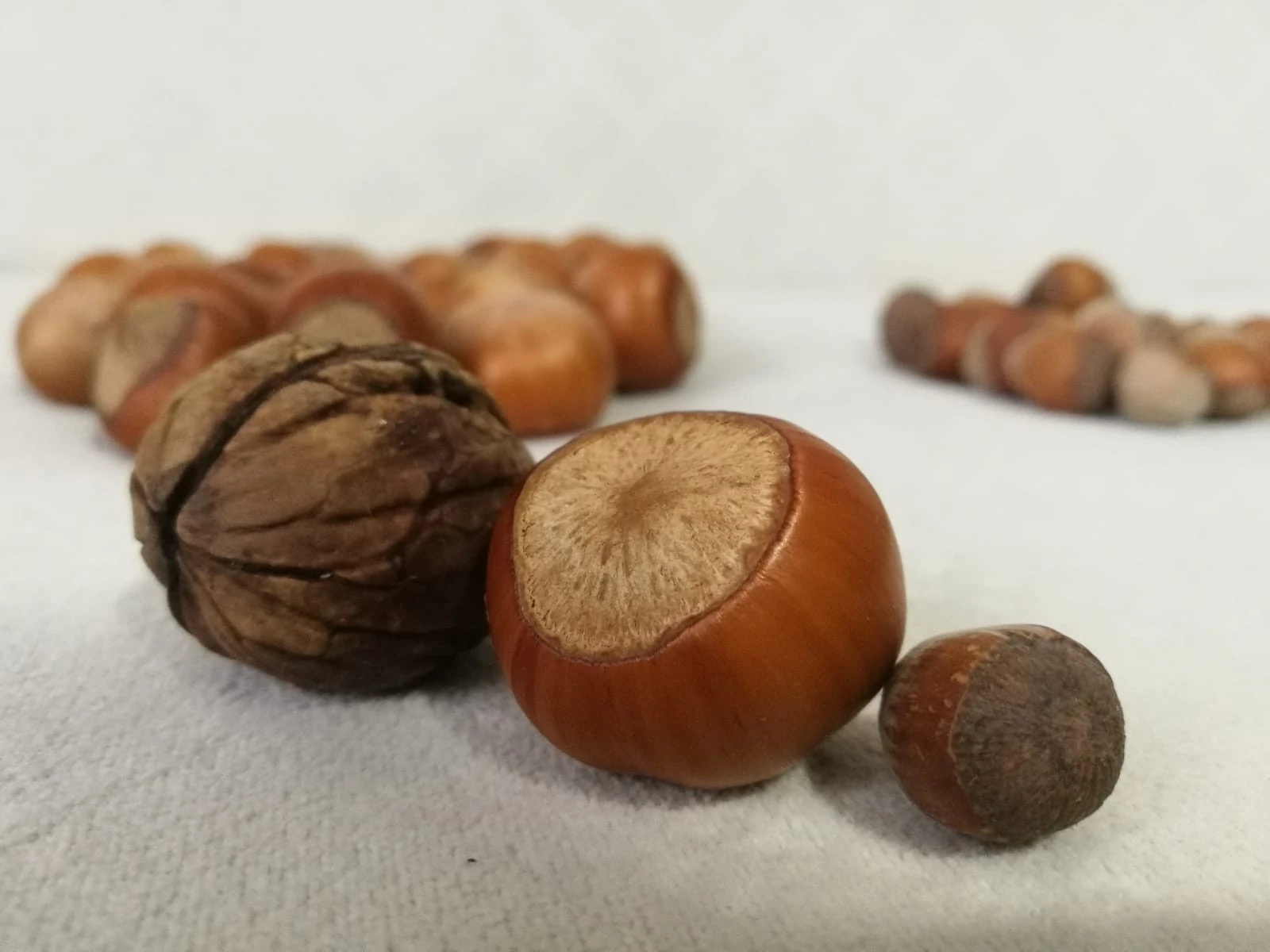 Ceviz büyüklüğündeki ‘fındık' şaşırtıyor