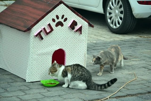 Minik öğrenciler sokak hayvanları için yaptı