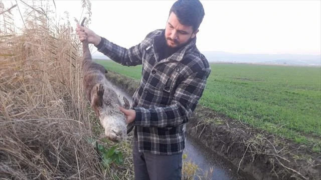 Bu kez Karacabey’de ortaya çıktı