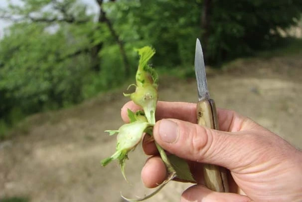 Uludağ'da ağaçlar tehlikede! Arılar yuva yapıp...