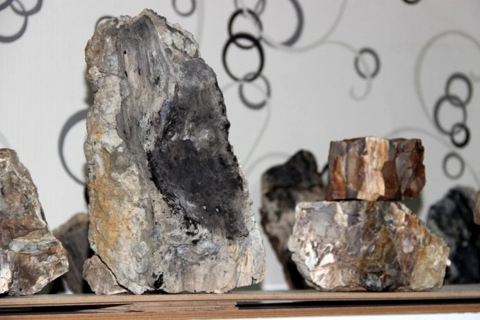 Erzurum'da bulundu, 160 milyon yıllık 'fosil ağaç'