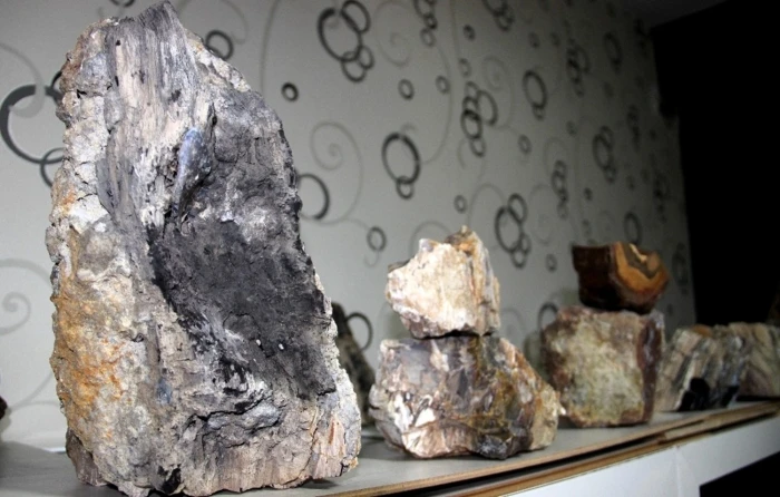 Erzurum'da bulundu, 160 milyon yıllık 'fosil ağaç'