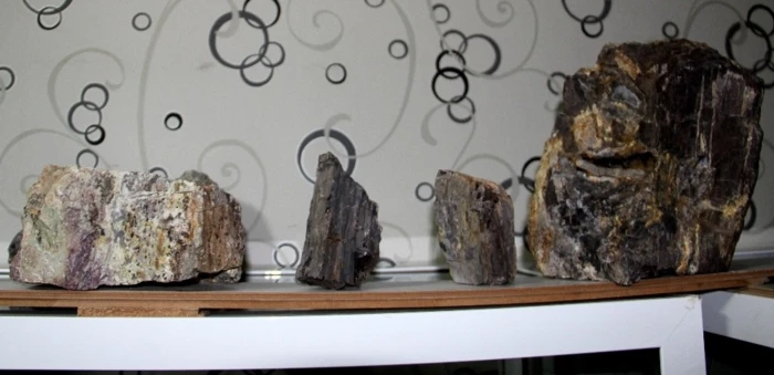 Erzurum'da bulundu, 160 milyon yıllık 'fosil ağaç'