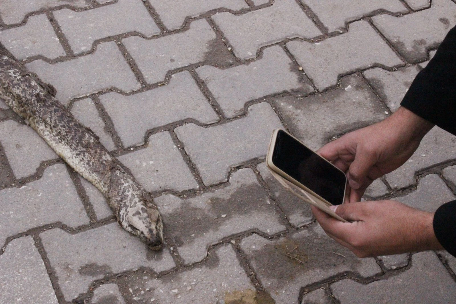 Şarköy'de 3 metre 20 santimlik yılan ölüsü bulundu