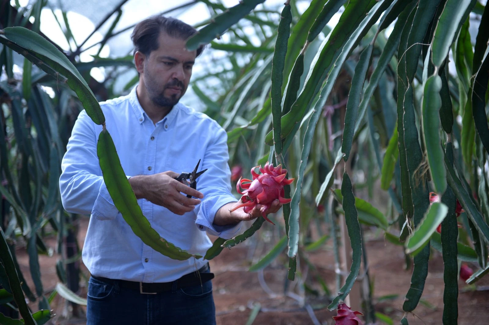 Tanesi 15 TL ama yok satıyor