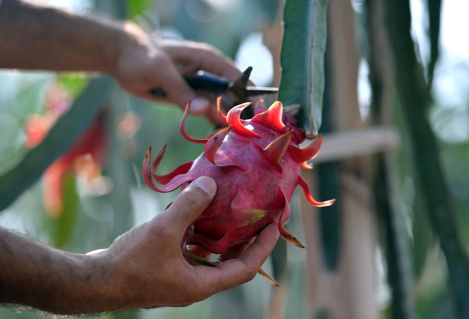 Tanesi 15 TL ama yok satıyor