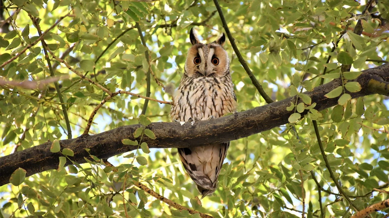 Gürültü kirliliği öldürüyor: 100'den fazla hayvan türü tehlikede