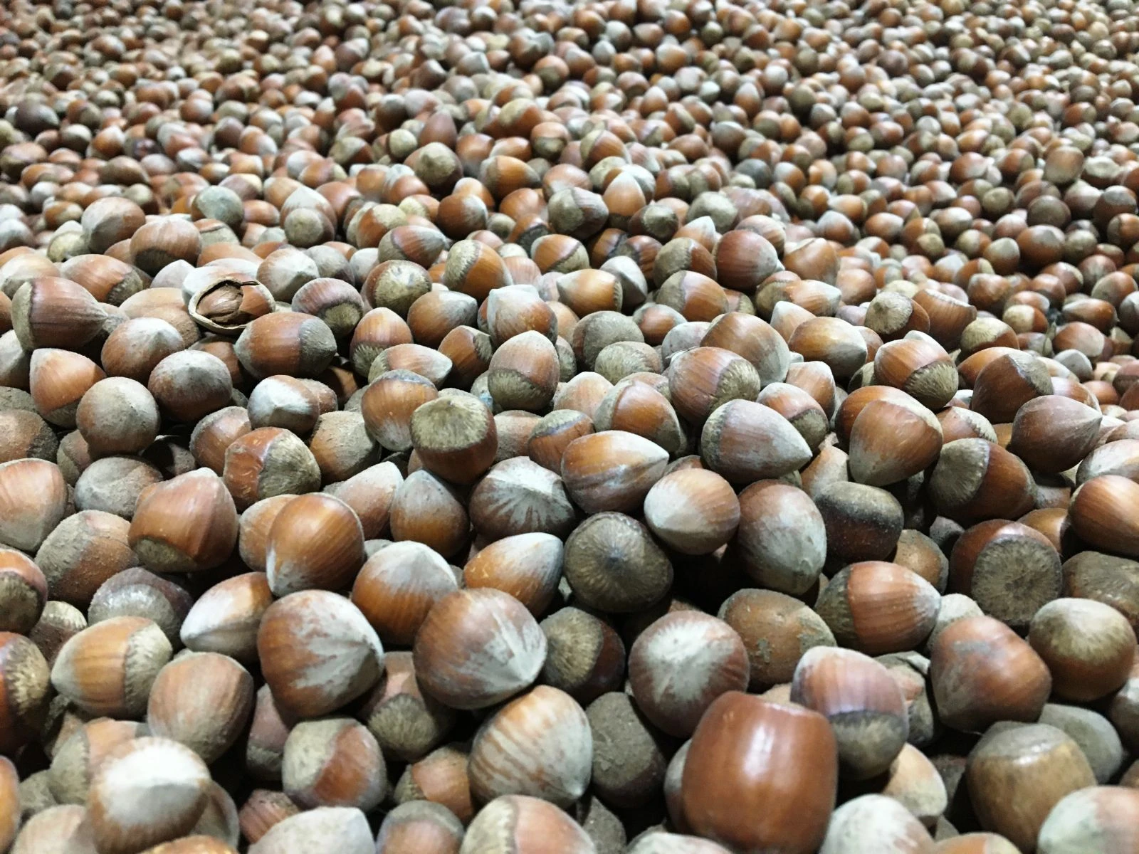 Korona dopingi! Dünyanın tek üreticisi bu yıl Türkiye olacak