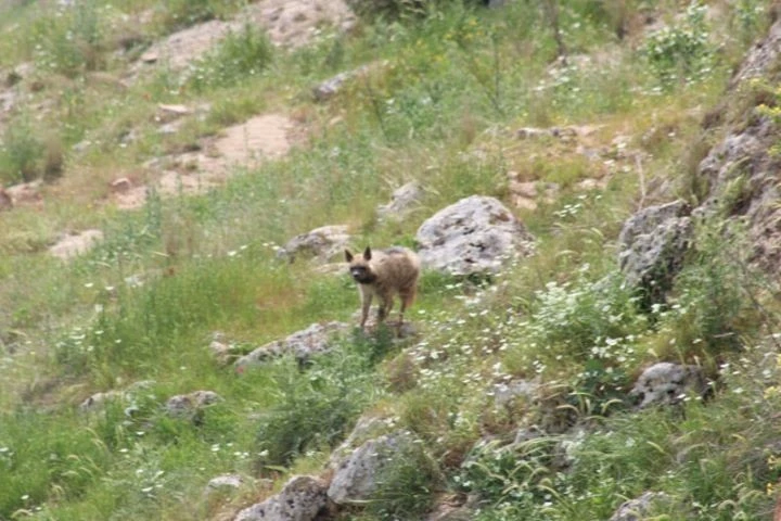 Çizgili sırtlanın Adıyaman'da çekilmiş fotoğrafı