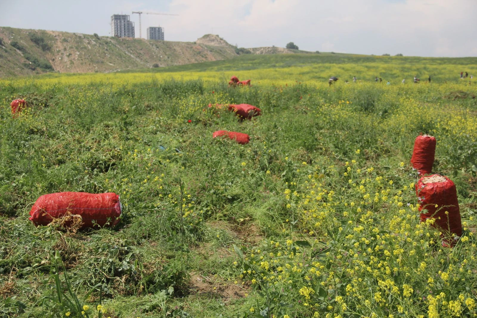 Virüse inat Çukurova'da üretim sürüyor