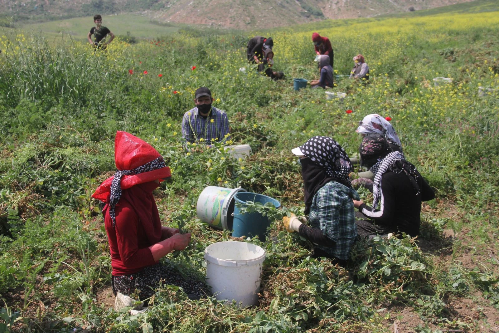 Virüse inat Çukurova'da üretim sürüyor