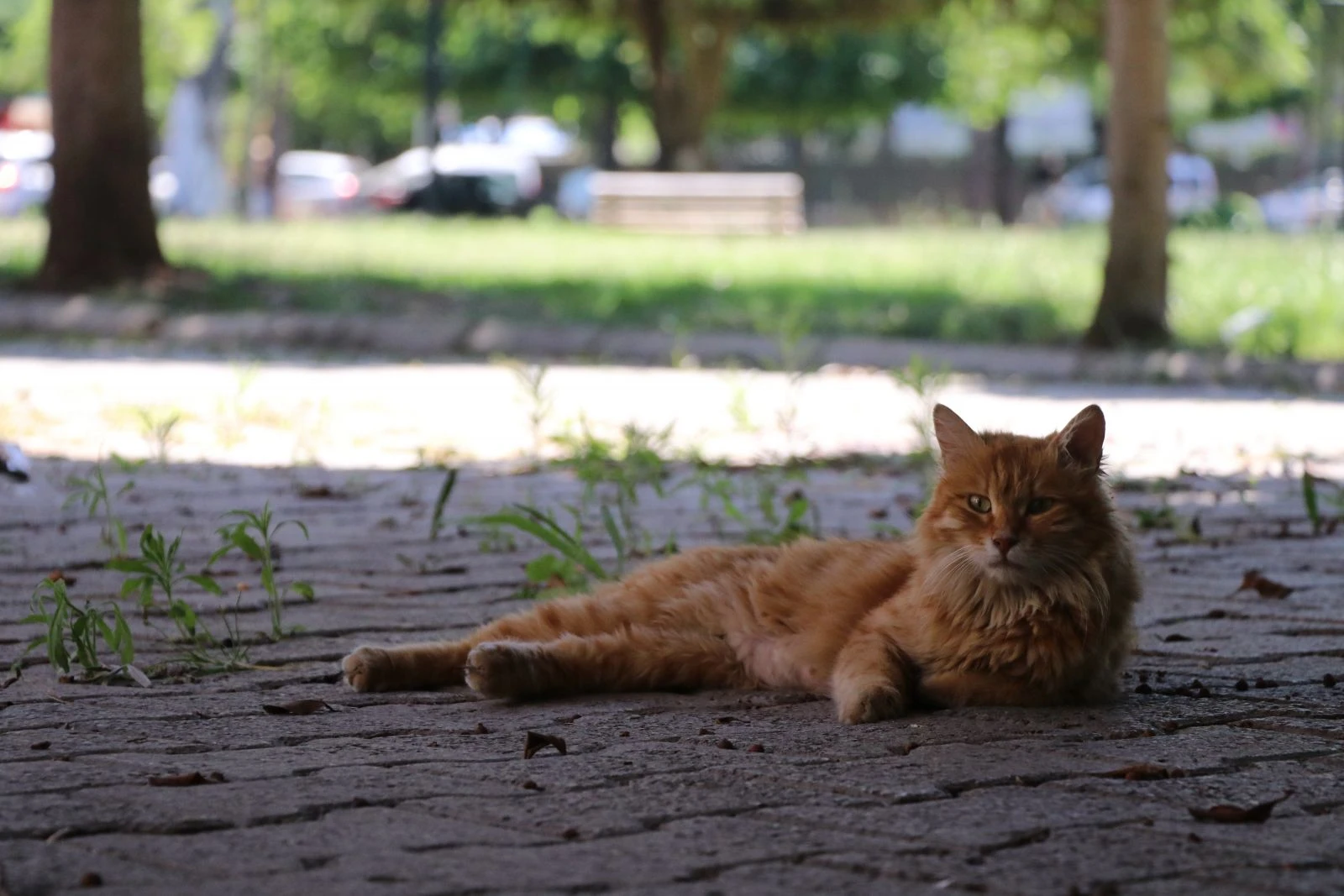 Termometreler 41 dereceyi gösterdi