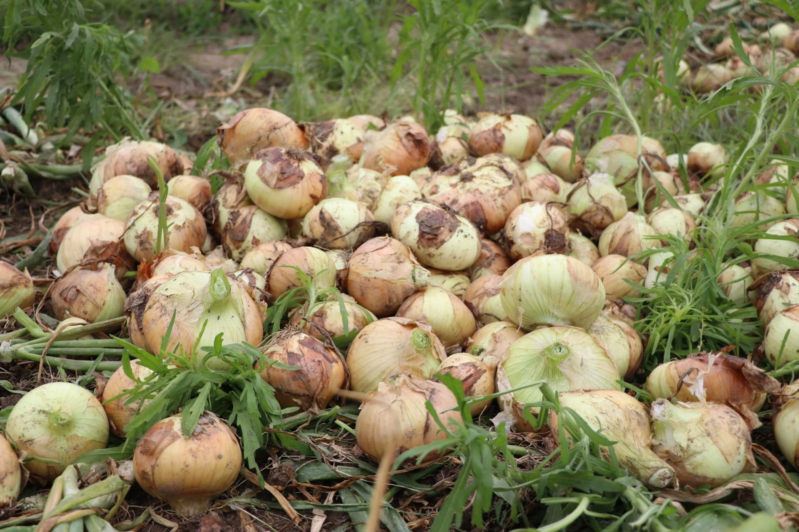 Soğan ve patates üreticisi hasadı durdurdu