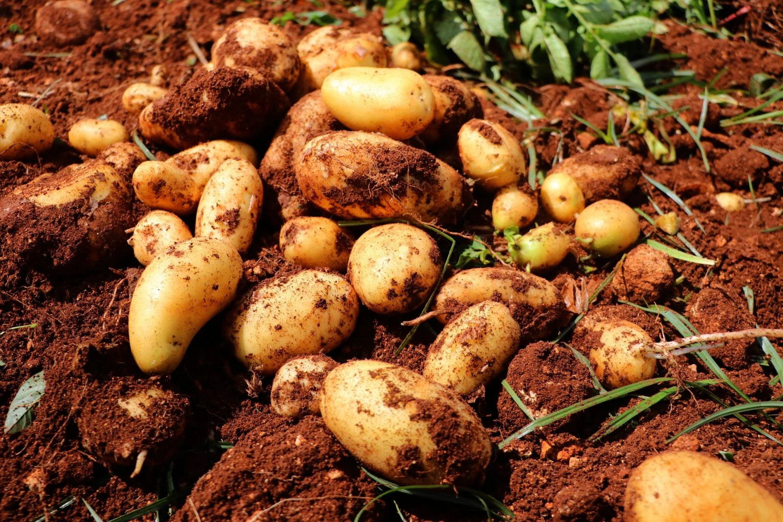 Soğan ve patates üreticisi hasadı durdurdu