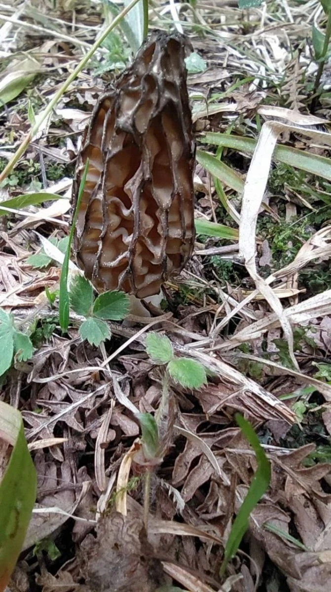 Bağışıklık sistemini güçlendiriyor! Etten daha pahalı