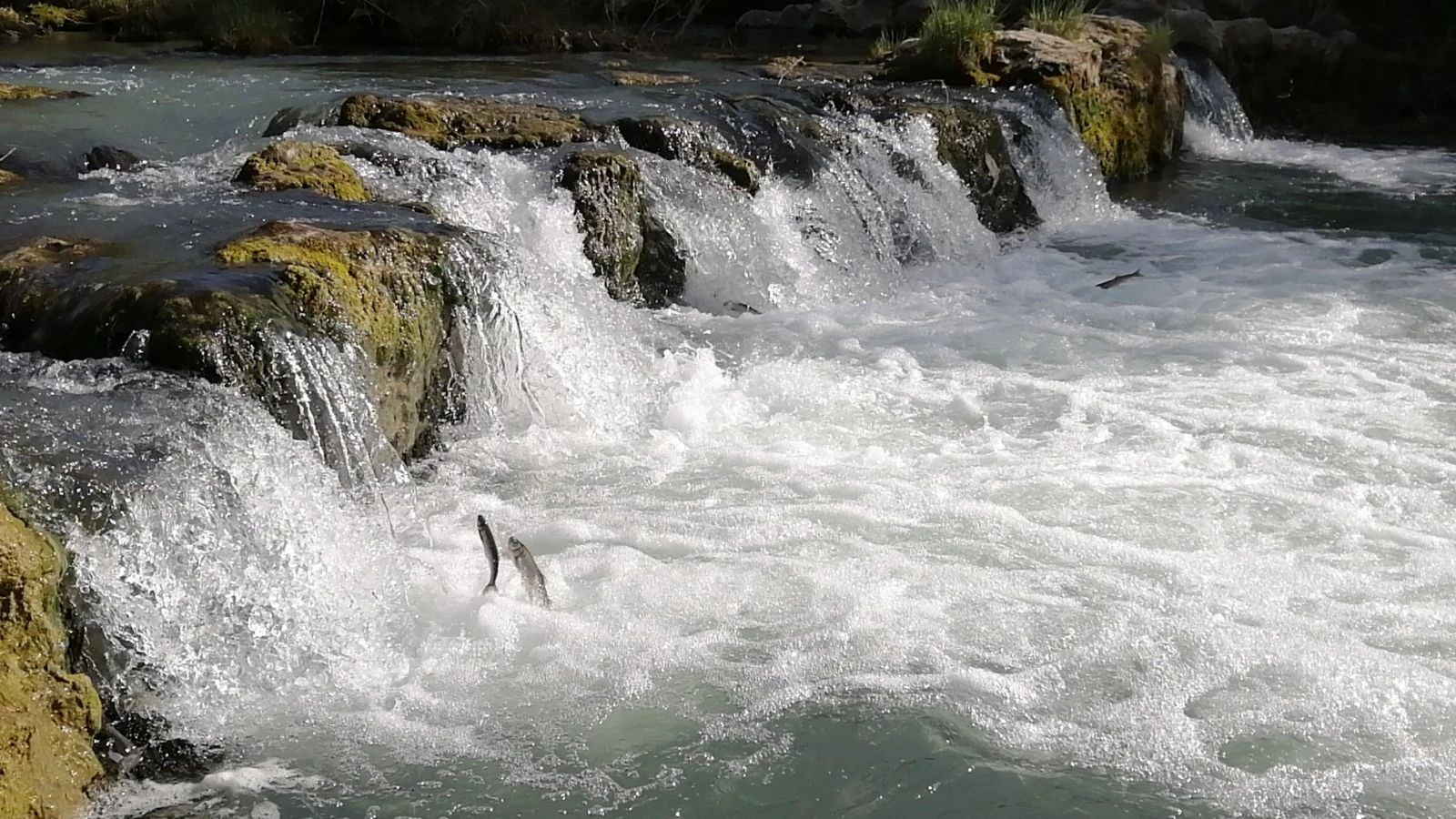 Dünyada sadece Van Gölü'nde yaşıyorlar