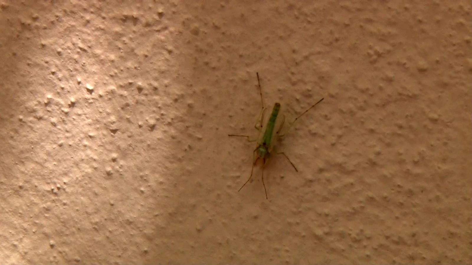 Büyükçekmece'de 'kronomid' istilası