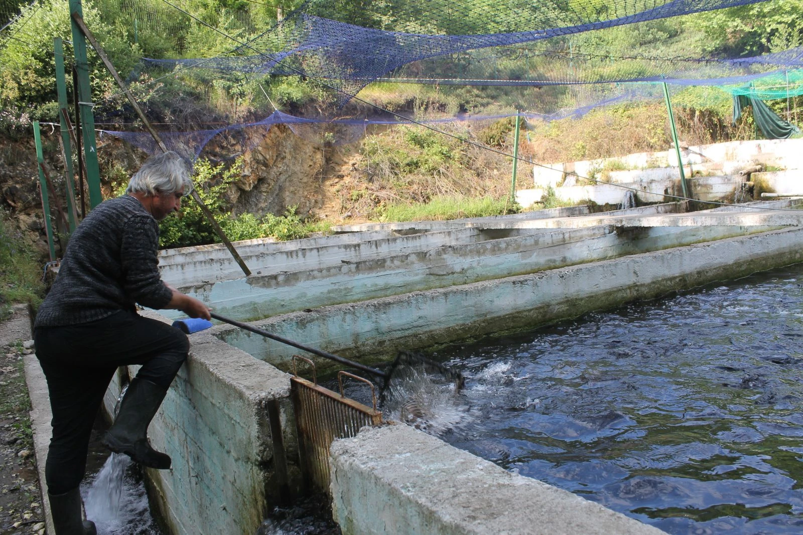 Köpeği yaraladılar, somon balıklarını çaldılar