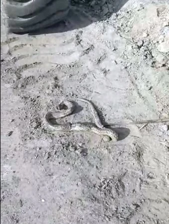 2 metrelik yılan kepçeyi esir aldı