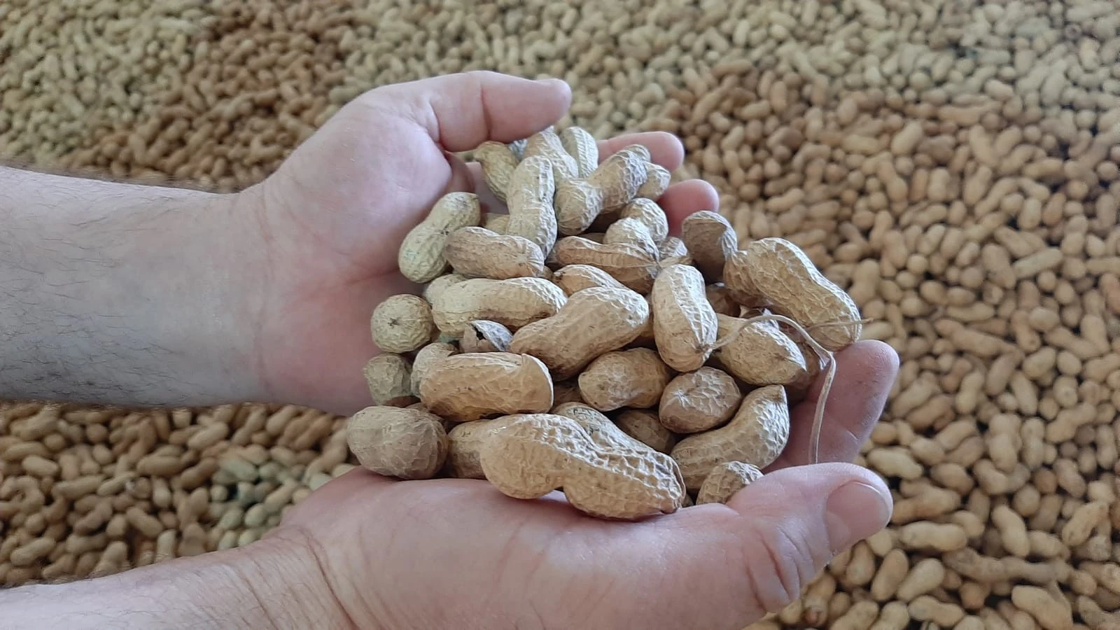 Kilosu 50 liraya çıktı, cevizi solladı