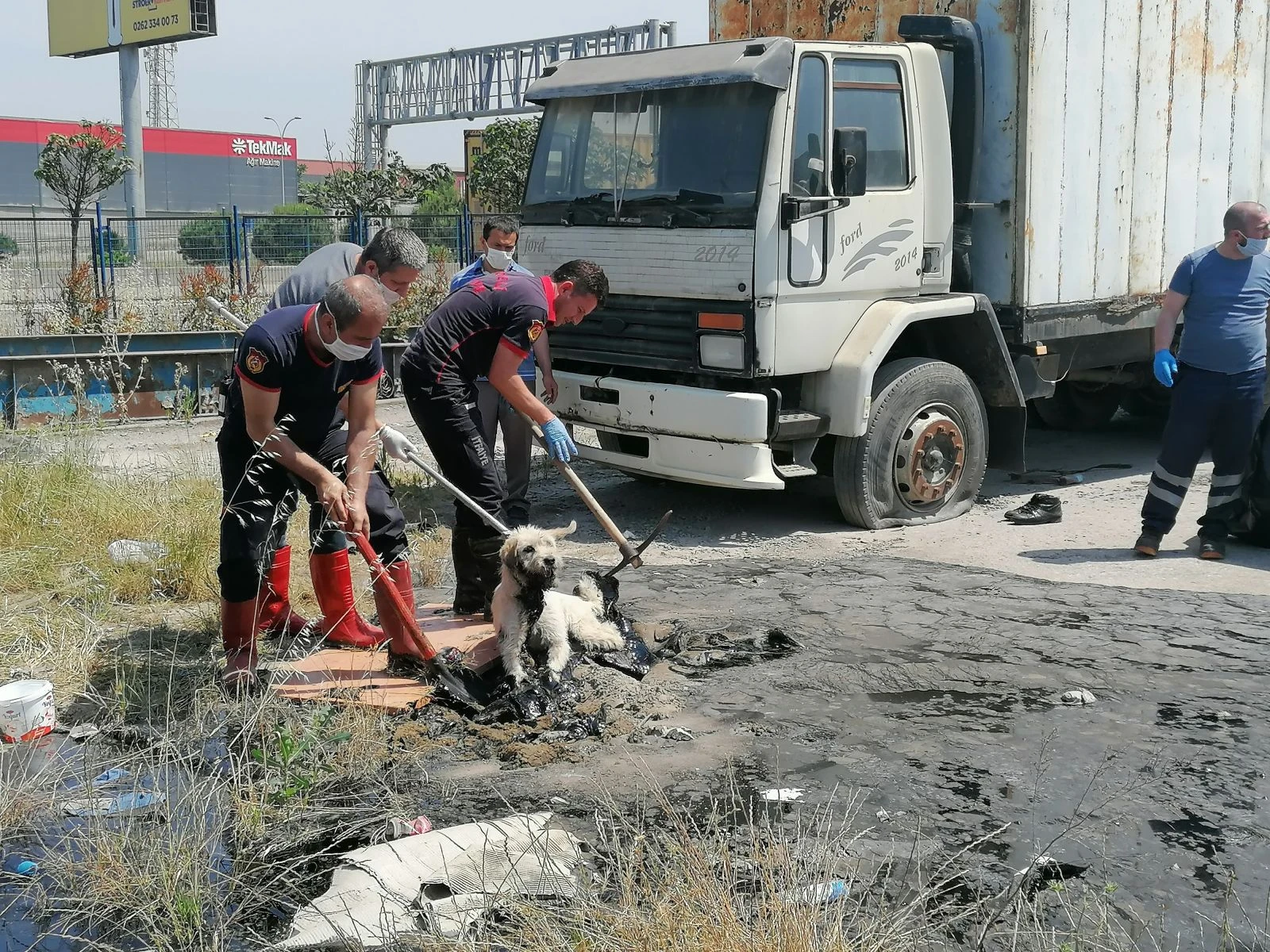 Boş araziye döktükleri ziftle hem çevre hem de köpek katili oldular
