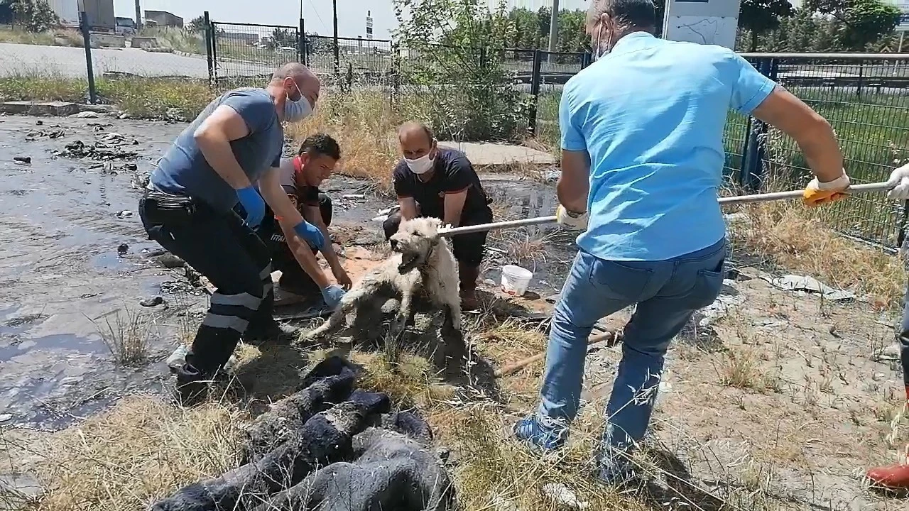Boş araziye döktükleri ziftle hem çevre hem de köpek katili oldular
