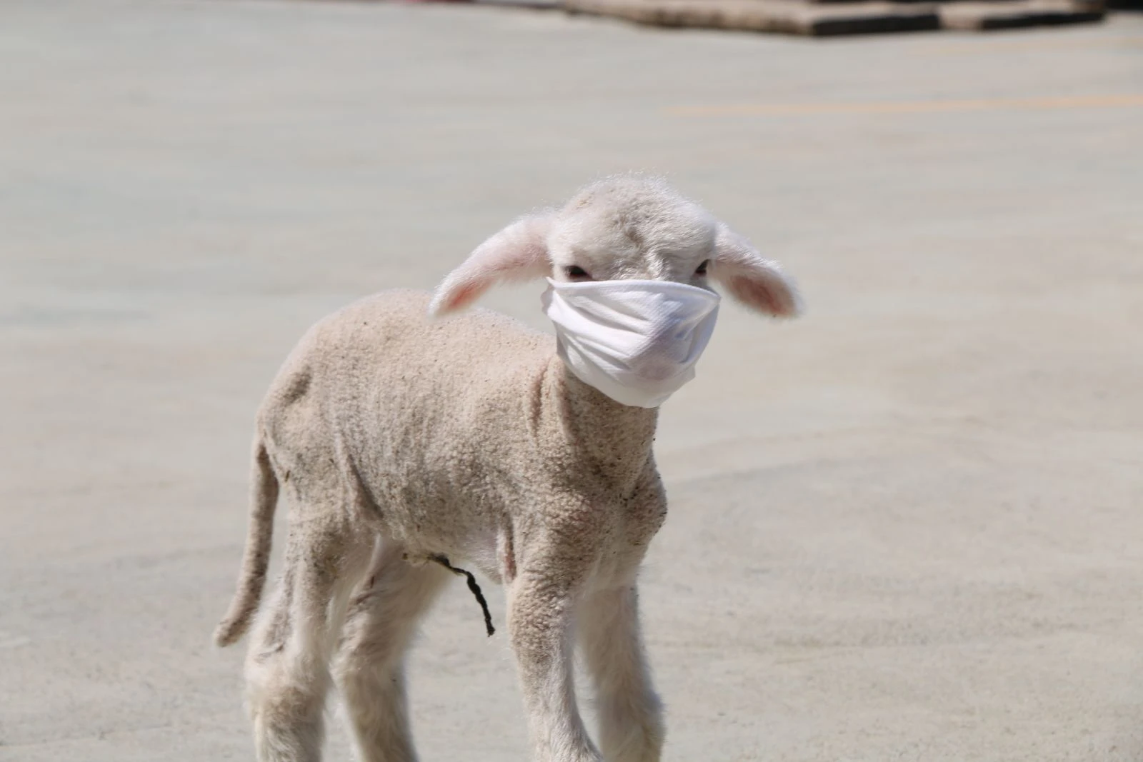 İstanbul’da kurban pazarında sosyal mesafeli pazarlık böyle görüntülendi