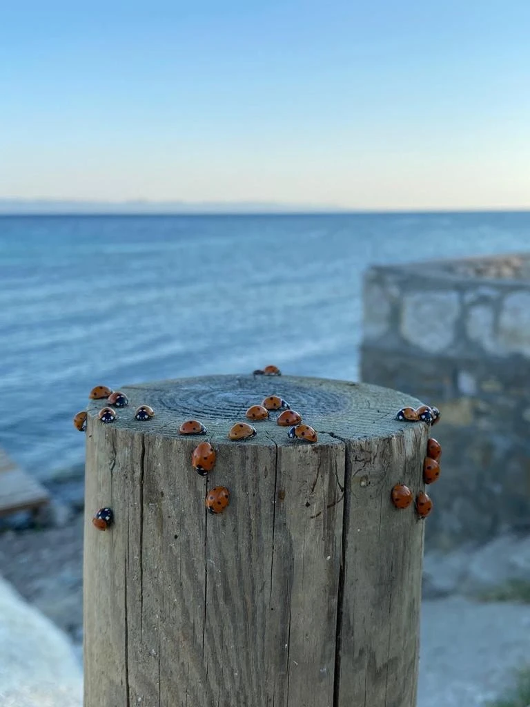 Saros sahilleri uğur böcekleri ile kırmızıya büründü