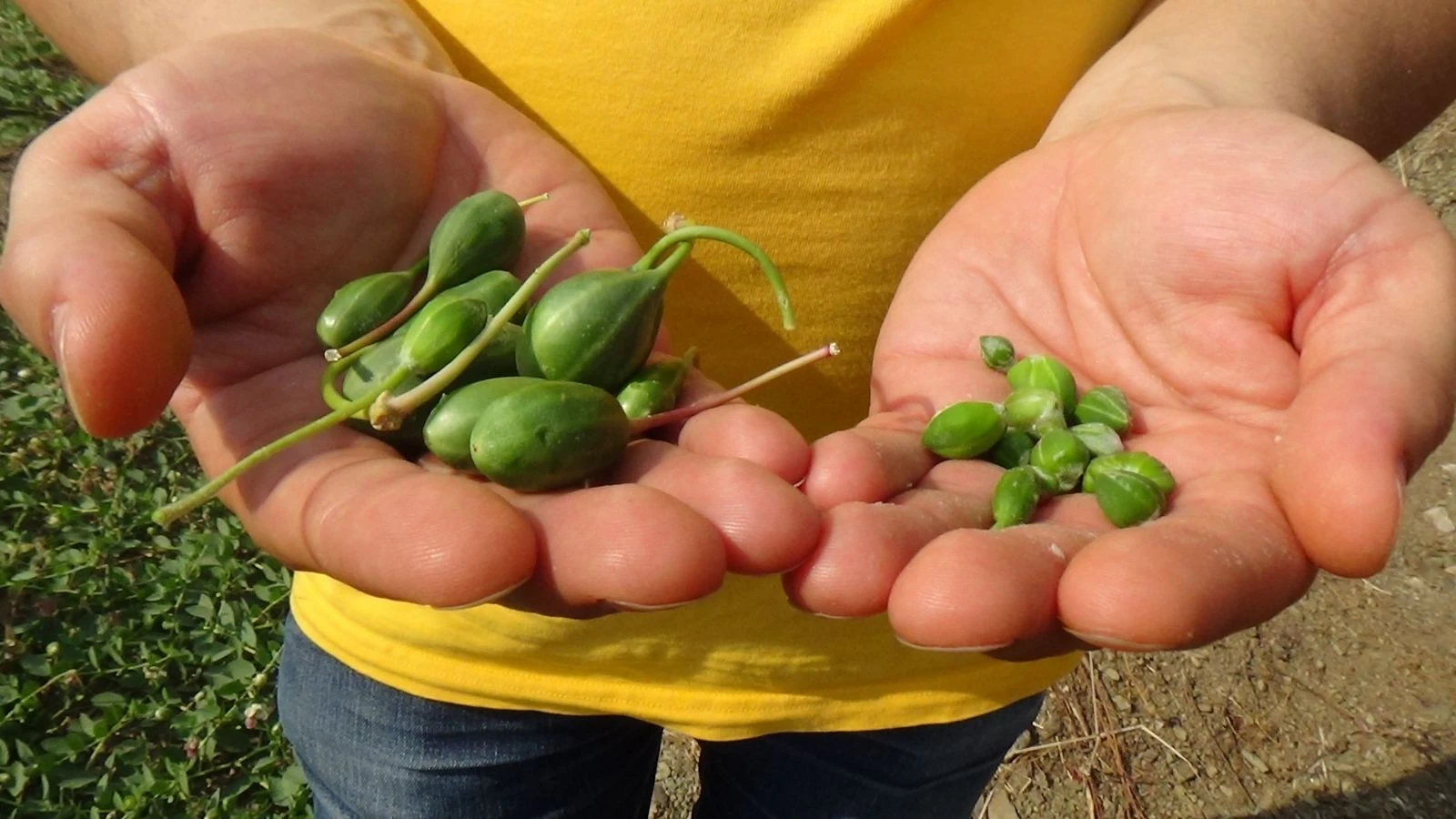 Değersiz diye arazilerden söktükleri bitkinin kilosu 2.5 Euro
