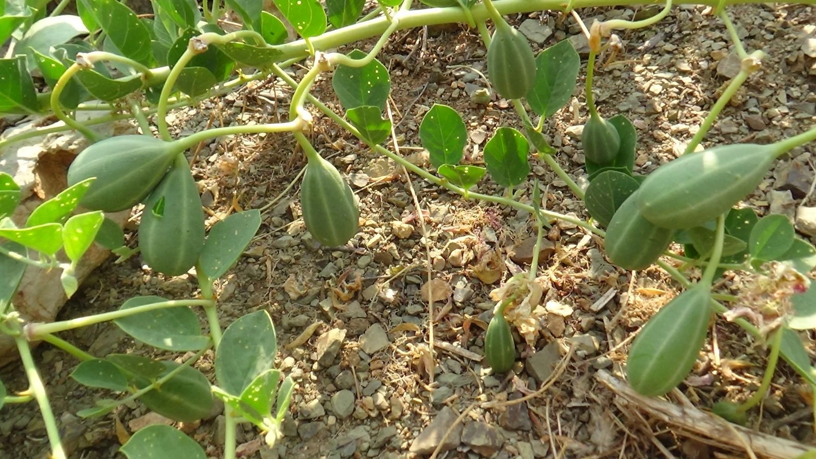 Değersiz diye arazilerden söktükleri bitkinin kilosu 2.5 Euro