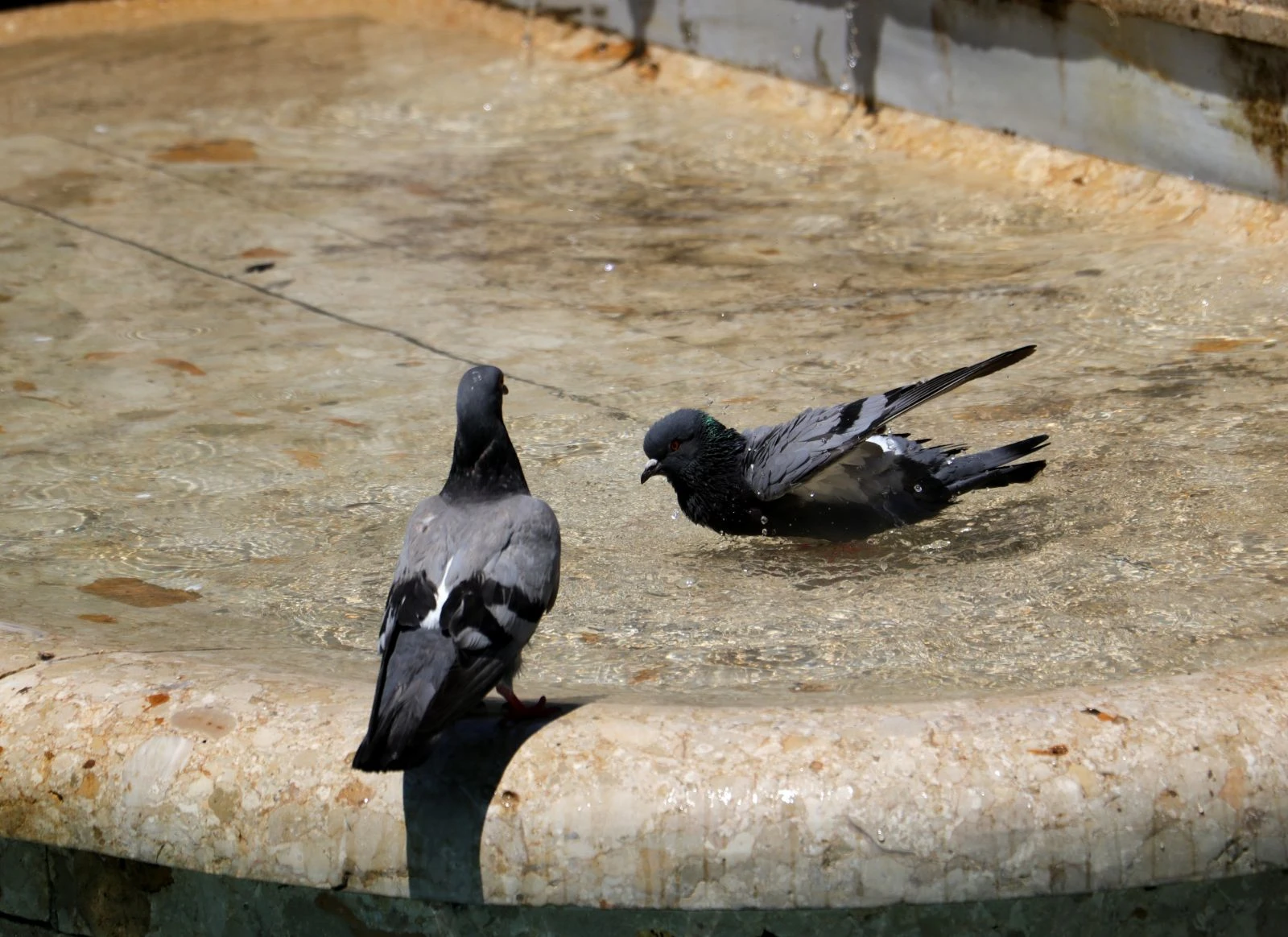 Afrika sıcakları geldi! Termometreler 41 dereceye ulaştı