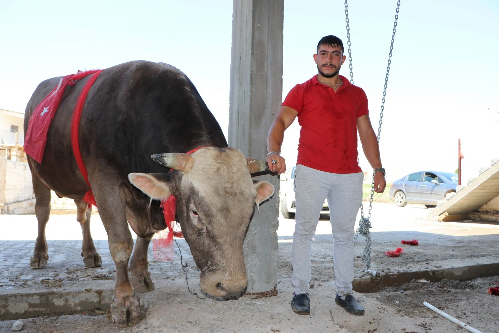 Gözü gibi baktığı boğanın üstünde matador gibi poz verdi