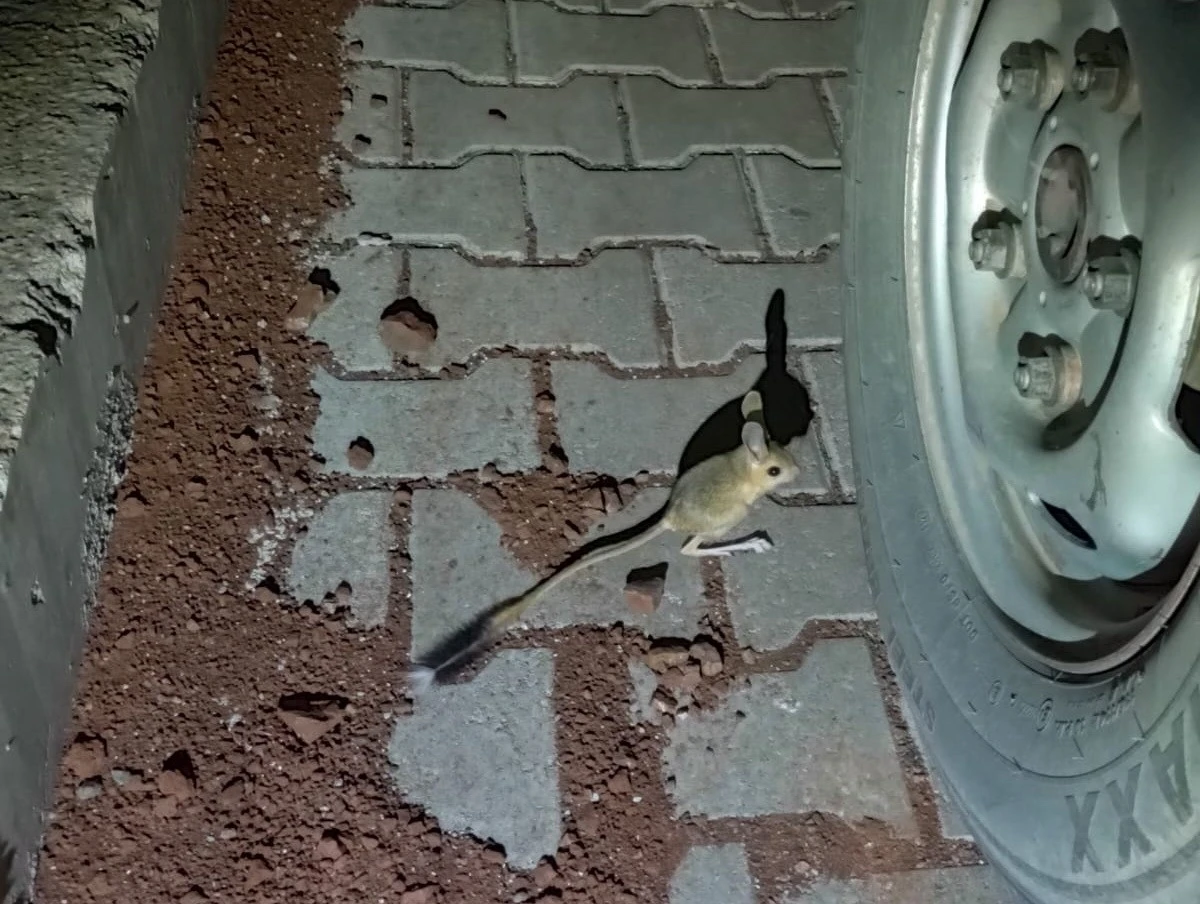 Dünyanın en ilginç 19 hayvanından biri Adıyaman’da görüldü