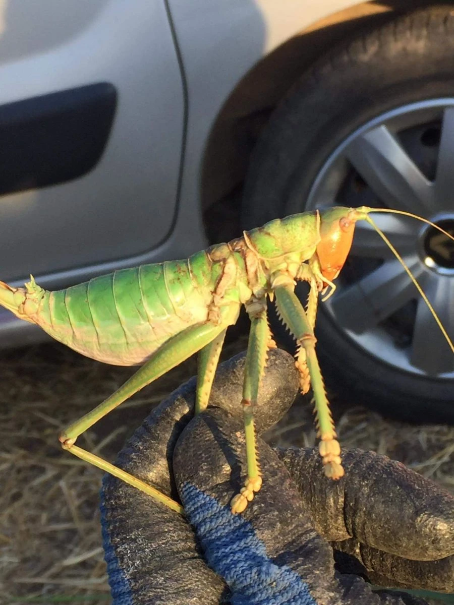 Dev çekirgeyi görenler gözlerine inanamadı