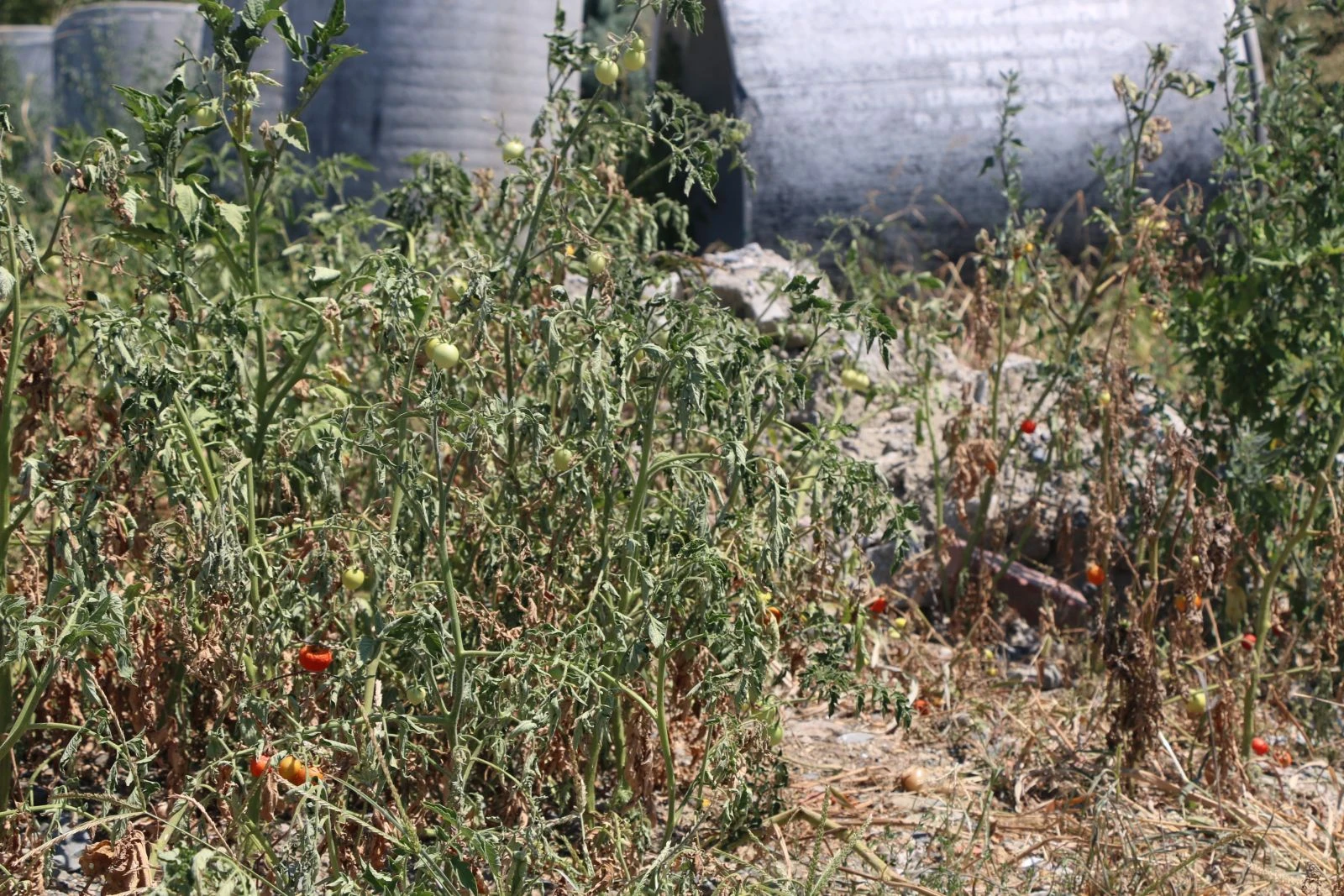 Kanalizasyon hafriyatında domates yetişiyor