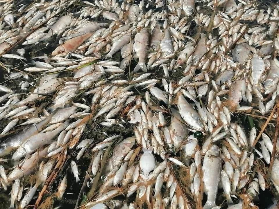 Irak'ta onlarca ton balık telef oldu