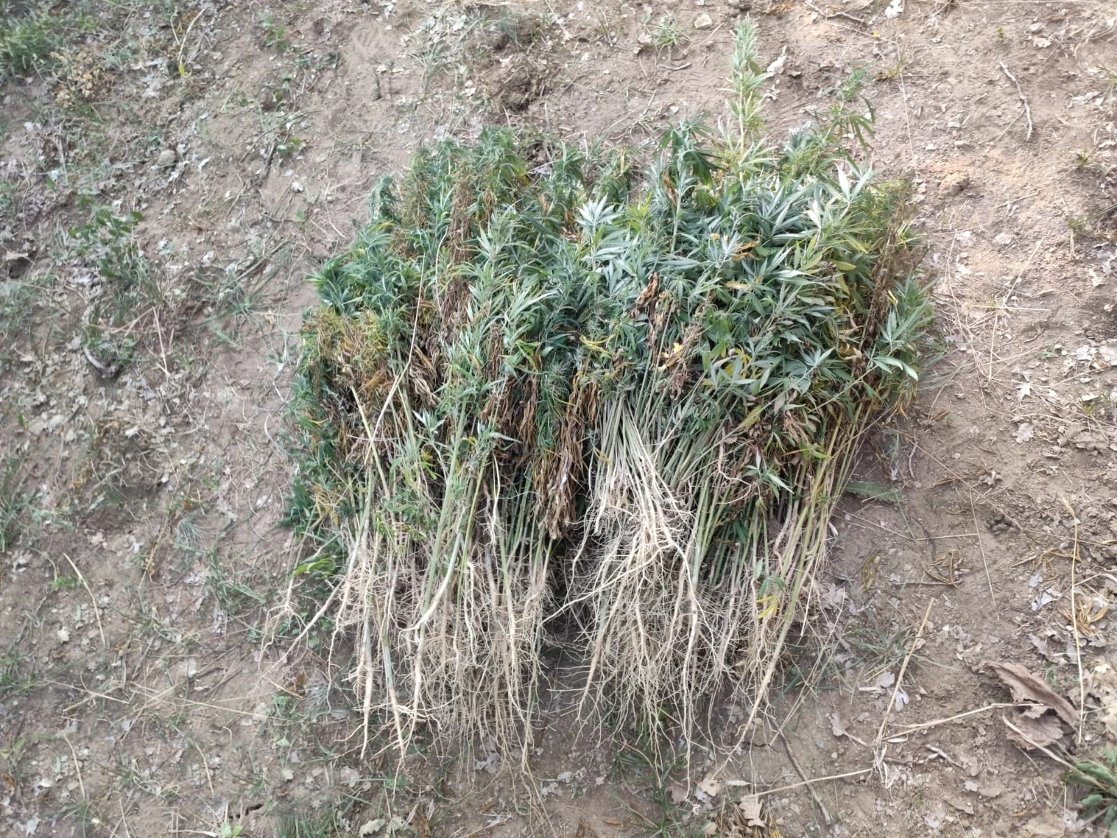 Hint keneviri ele geçirildi