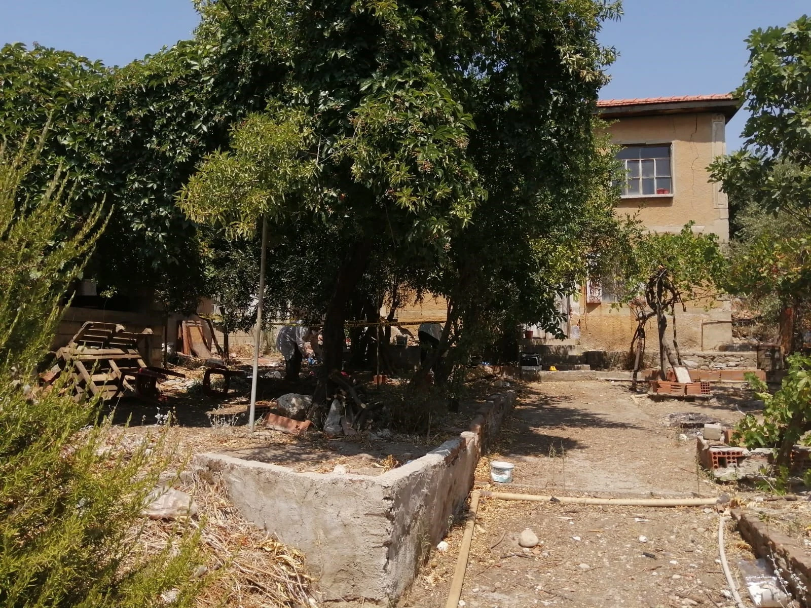 Zeytin ağacında asılı bulundu