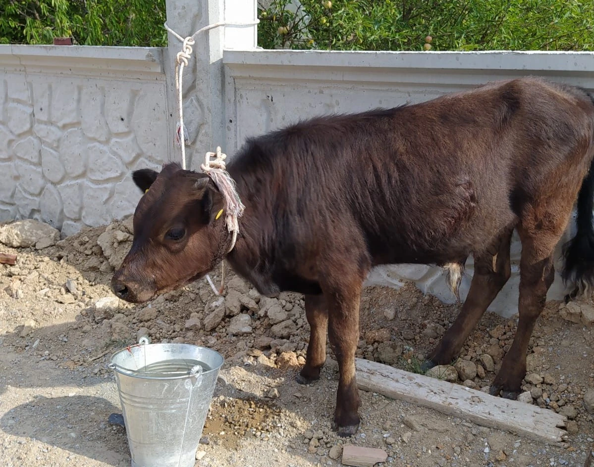 Meradan çalınan buzağı otomobilin bagajından çıktı