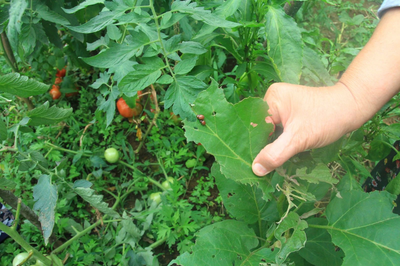 Rize’de vampir kelebeğin ardından patates böceği kabusu