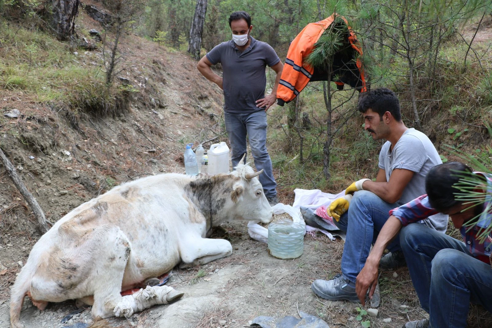 Uçurumdan düşerek yaralanan ineğinin başında üç gün bekledi