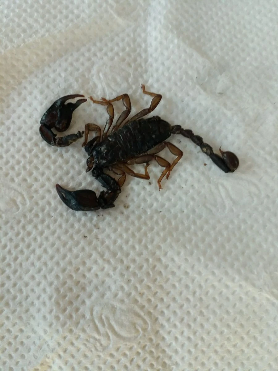 Akrep ve yılanlar evlere dadanınca vatandaşların uykuları kaçtı