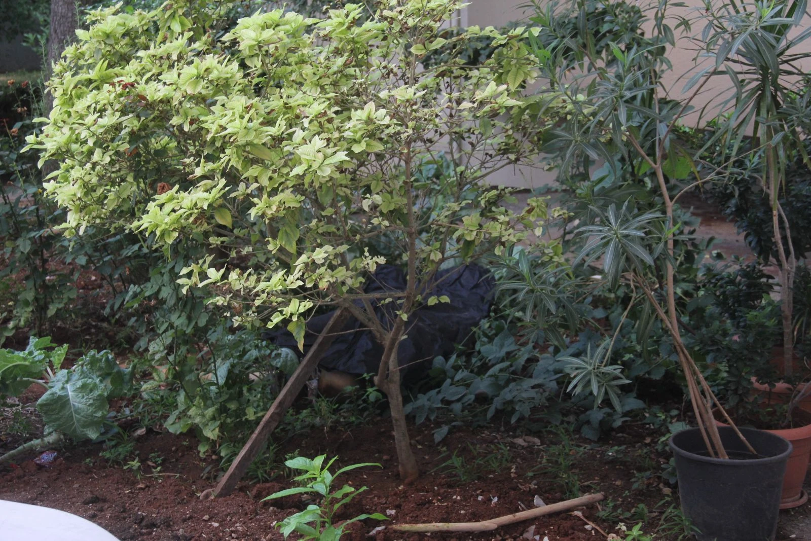 Komşularını ölü bulan vatandaşlar şok oldu