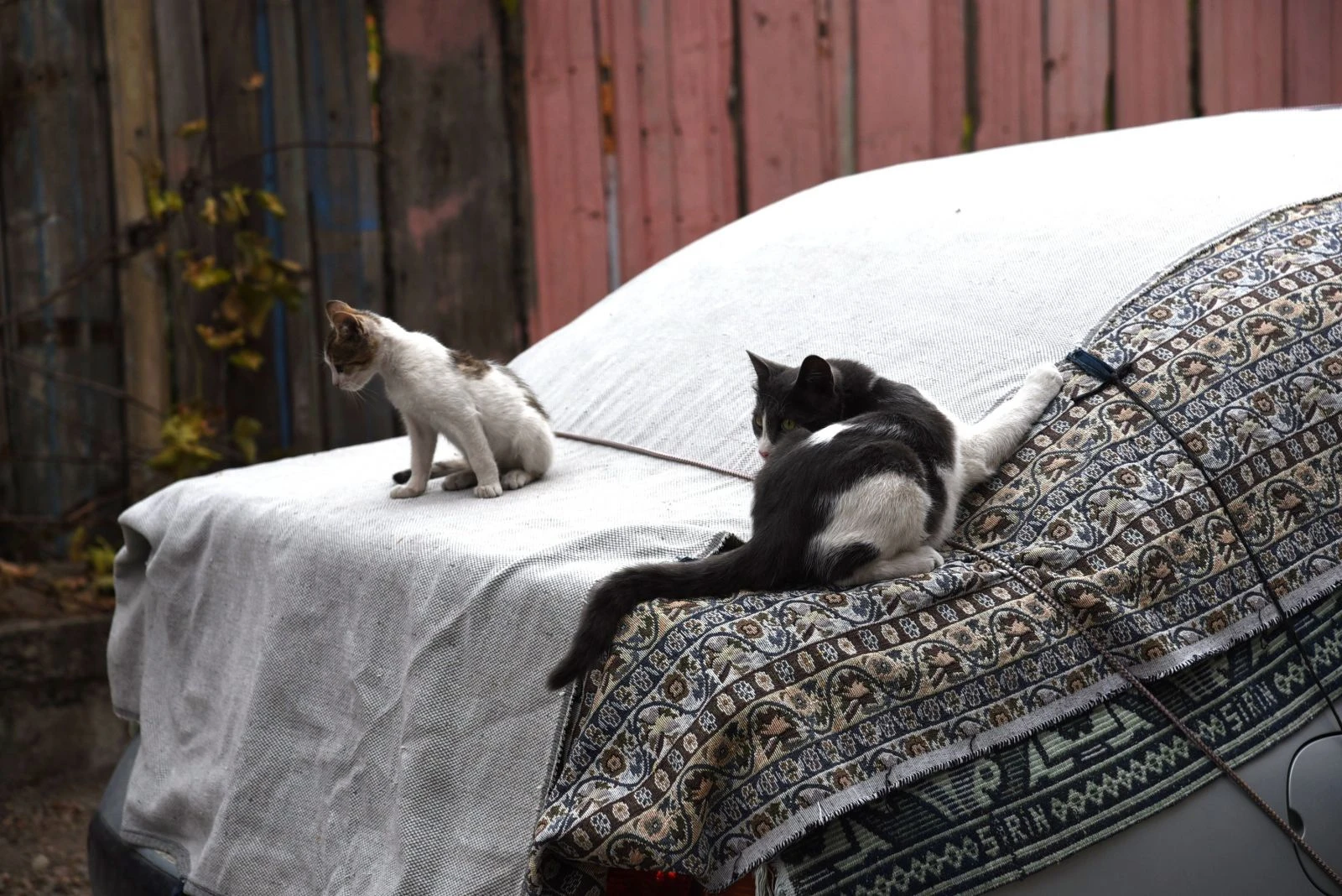Dolu önlemi kedilere yaradı