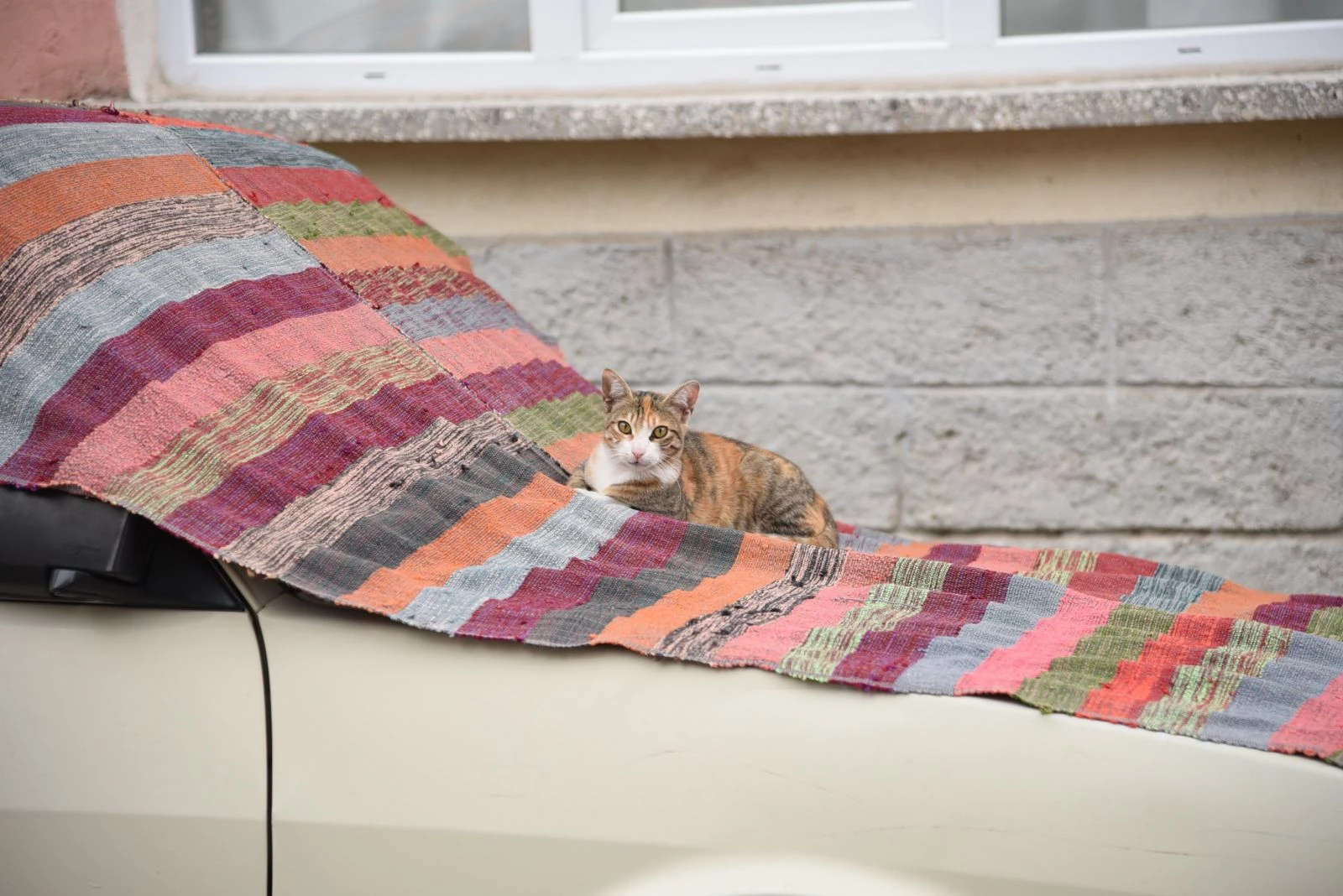 Dolu önlemi kedilere yaradı