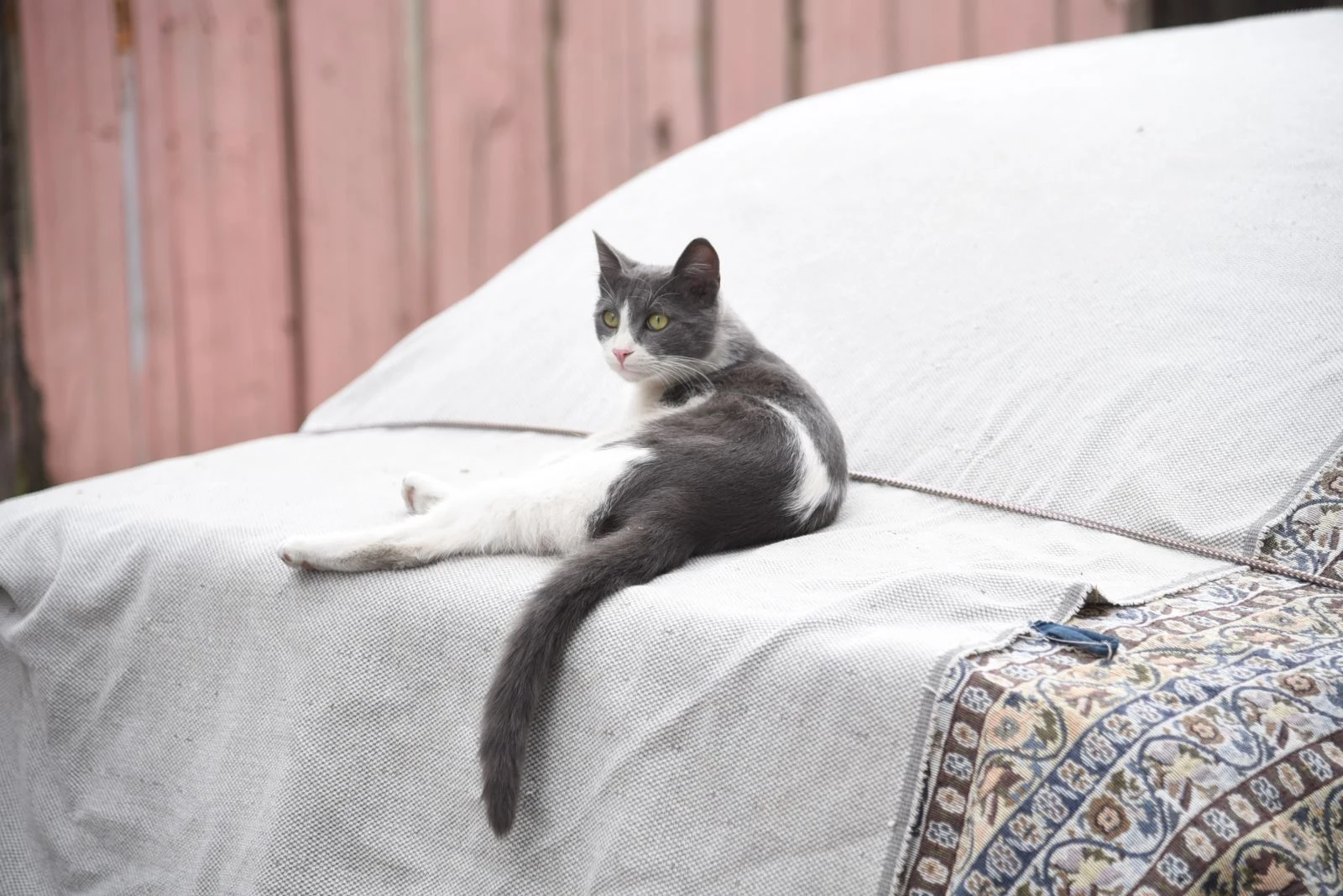 Dolu önlemi kedilere yaradı