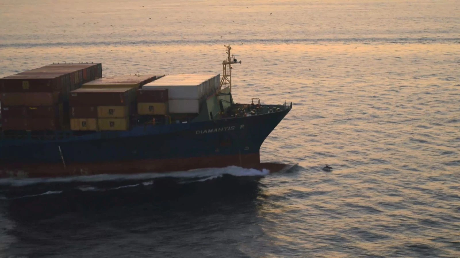 Yunusların dev gemilerle oyunu